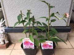 専用   八重咲きエキナセア2個セットのサムネイル