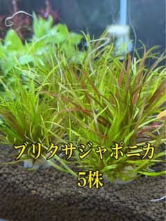 ブリクサジャポニカ 5株 水中葉 無農薬 メルカリ便 - メルカリ