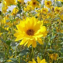 Yukariさん専用のサムネイル