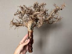 Commiphora cf. simpliciforia（現地株、ベアルート） - メルカリ