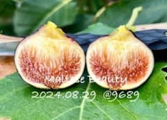 Maltese Beauty（GM155） イチジク 小苗のサムネイル