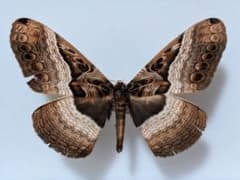 珍種 珍産地 ウィデマンニアフリカイボタ 蛾　標本 珍種 珍産地 ウィデマンニアフリカイボタ 蛾 標本 - メルカリ