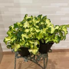 ポットごと発送 希少 斑入りヘデラ ムーンライト ヘデラ アイビー 寄せ植えのサムネイル