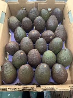 メキシコ産　アボカド 24個のサムネイル