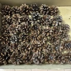松ぼっくり 大量セット 天然素材 工作用 4〜6cm40個 2〜4cm100個のサムネイル