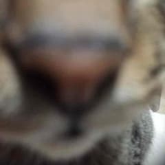燐❀プロフお読みください様 専用のサムネイル