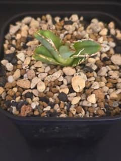 Agave Titanota IVORY W.A 　子株　発根済2 Agave Titanota IVORY W.A 子株 発根済 - メルカリ