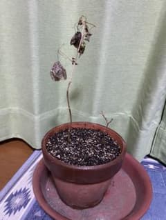 月桃花様  確認用  5月23日撮影のサムネイル