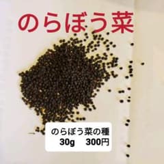 のらぼう菜 種 自家採取 約30グラムのサムネイル