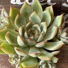 ロータスランプ 抜き苗 多肉植物のサムネイル
