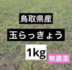 鳥取県産　玉らっきょう　1kgのサムネイル