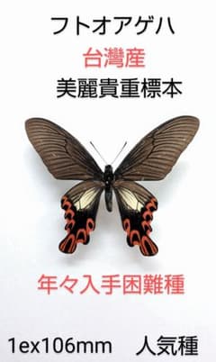 m98651912909_1.jpg?1773470529