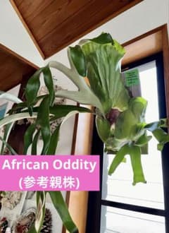 速達かメルカリ便❣️African Oddity OC株 ビカクシダ - メルカリ