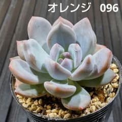 オレンジ 096 エケベリア 多肉植物 抜き苗 - メルカリ