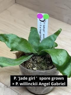 ビカクシダ 胞子培養株 Jade girl ×AG 珍し交配 匿名 - メルカリ