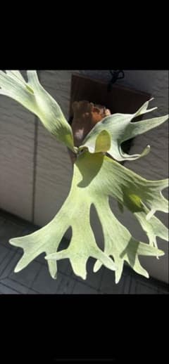 ビカクシダ Ginka ギンカのサムネイル