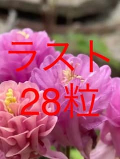上向き咲き ビジューピンクダイヤモンドの種28粒のサムネイル
