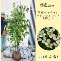 超逸品。常緑ヤマボウシ大株立ち ホンコンエンシス1.6M(鉢底から)品番B