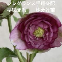 k6 クリスマスローズ苗 加藤農園dd小輪多弁ピンク 早咲き系 - メルカリ