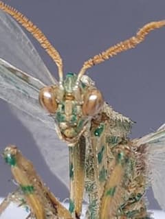 アザミカマキリ雄　立体標本のサムネイル