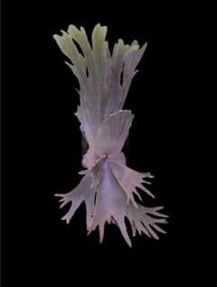 う*う様 【一株限定出品】P.Willinckii 'Agnes' pup/ビカ う*う様 【一株限定出品】P.Willinckii 'Agnes' pup/ビカ - メルカリ