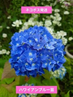 そ*に様 ⑭大きめ苗! 青鬼❣️華切子❣️ちょこん❣️発根済 6苗メルカリ便送料 ハワイアンブルー苗① ✨ネコポス発送✨ - メルカリ