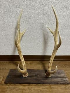 鹿の角 台座付き インテリア 置物 - メルカリ