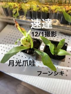 ビカクシダ 月光爪哇 フーンシキ 2株セット spore - メルカリ