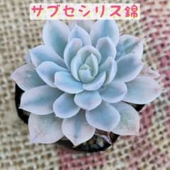 サブセシリス錦 多肉植物 エケベリア 葉挿し 抜き苗 斑入り - メルカリ