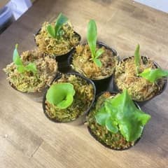 ビカクシダ　セット　マダカスカリエンセ　リドレイ　など リドレイ、マダガスカリエンセなどビカクシダ胞子培養子株お得6種