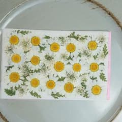 押し花 訳ありノースポールと小花セット - メルカリ