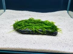 石付きウィローモス アクアリウム用のサムネイル