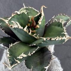 アガベ チタノタ“OC 金剛” 】LED育成極上株/狂刺/キングコング/H-3