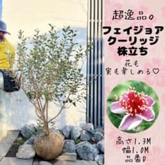 超逸品。フェイジョア クーリッジ株立ち1.3M(鉢底から)品番D 超逸品。フェイジョア クーリッジ株立ち1.3M(鉢底から)品番D - メルカリ