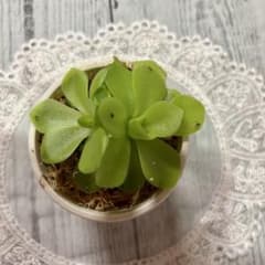 巨大食虫植物ムシトリスミレ　ギガンティア 大株鉢サイズ18センチ鉢ごとお譲りです 植物 食虫植物ムシトリスミレ 鉢サイズ6.5センチ鉢ごとお譲りですNO41