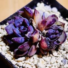 多肉植物❣️ブラックオレンジモンロー❣️韓国苗育成 抜き苗 f60