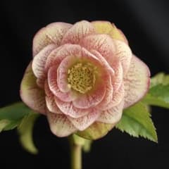 176 ピンクベージュネット クリスマスローズ 開花株のサムネイル