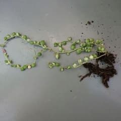 斑入りグリーンネックレス② - メルカリ