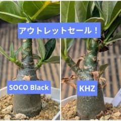 Mアデニウム2種セット メルカリ便 抜き苗 - メルカリ