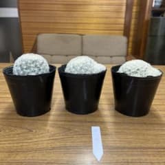 多肉植物　サボテン　白星　3個セットのサムネイル