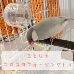 ことりのコロコロ フォージングトイのサムネイル