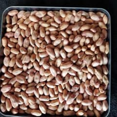 生落花生 オオマサリのサムネイル
