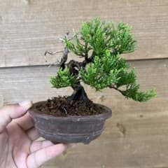 糸魚川真柏小品盆栽のサムネイル
