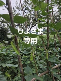 野菜のサムネイル