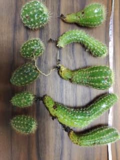 サボテン 苗 複数セットのサムネイル
