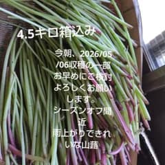 今日のみ販売中　4・5 キロ きゃらぶき作りに　新鮮　山蕗　天然のサイズばらつきのサムネイル