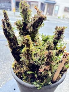 NO １１ イワヒバ(岩松) ３０年物 静岡県玉川産 激安の投売り大特価 NO 8 イワヒバ( 岩松 ） 30年物 激安の投売り大特価 - メルカリ