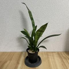 サンスベリア ローレンチー 観葉植物 抜き苗　⑥のサムネイル