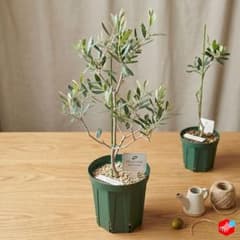 オリーブの木 フラントイオ アポロ レア品種 - メルカリ