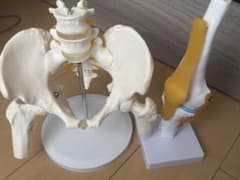 骨盤と膝関節の人体模型のサムネイル